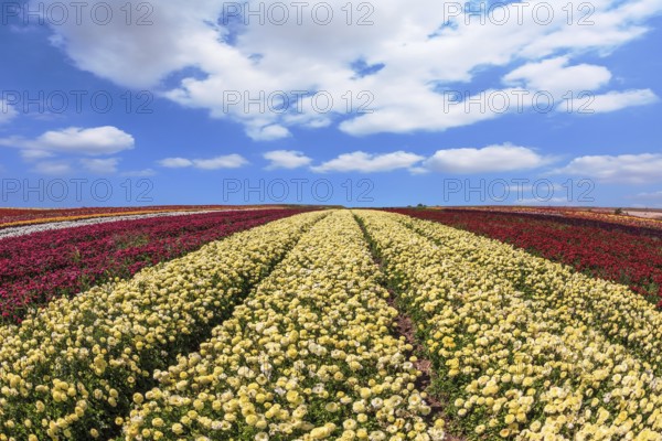 Beautiful spring day on a farm on cultivation of buttercups - ranunculus. Large field of yellow and