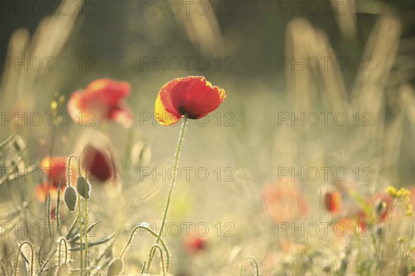 A single poppy in a rape field on a foggy spring morning