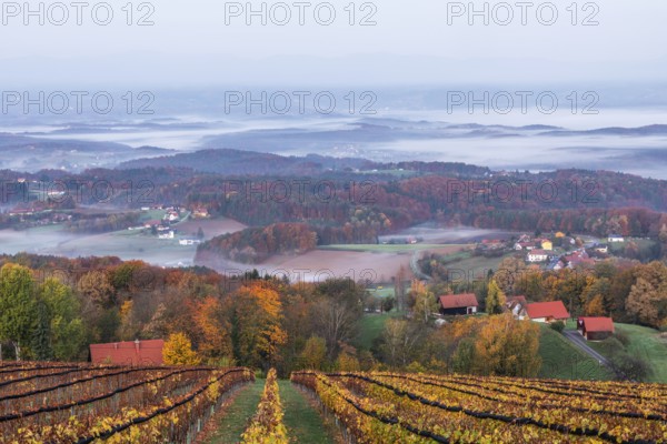 Autumn atmosphere in the early morning, vineyard, fog drifts through the hilly landscape in the