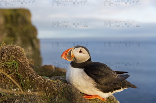 Puffin, Atlantic Puffin, (Fratercula arctica), animals, birds, alcid family, sits, rocks, Atlantic