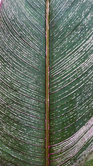 Close-up of a large variegated cigar plant or Calathea lutea leaf with pink veins and white