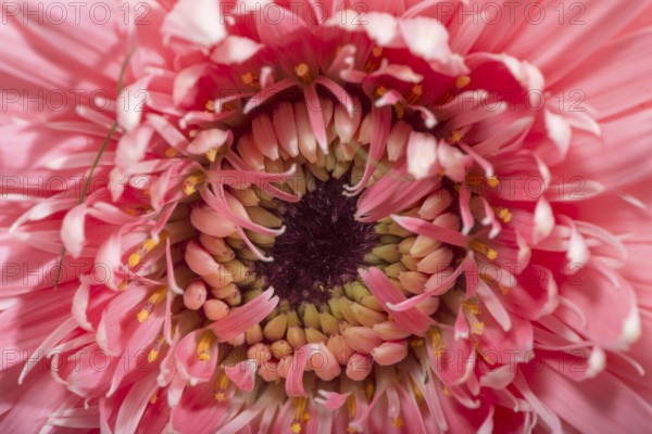 Pink gerbera flower blossom