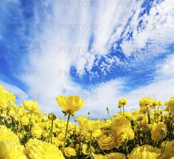 Sea of flowers. Bright beautiful multi-colored garden buttercups grow in a kibbutz field with a