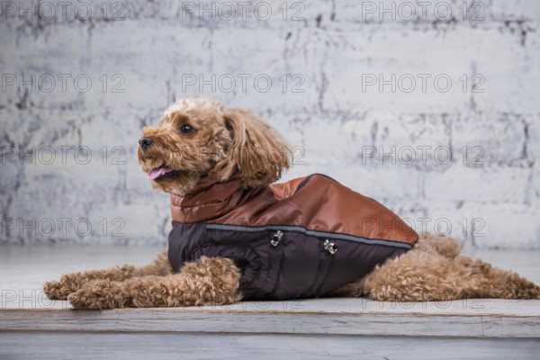 Small funny dog of brown colour with curly hair of toy poodle breed posing in clothes for dogs.