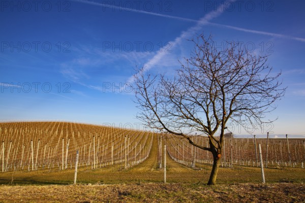 Apple Orchard Rows in spring. Fruit trees over bright blue sky. Apple orchard park by dawn early