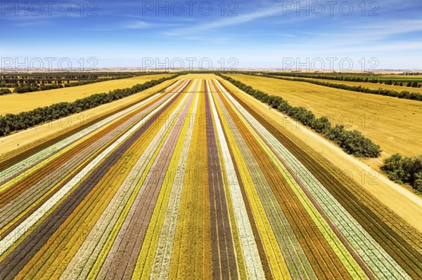 Spectacular photos taken by drone. Magnificent flower field. Southern Israel on the border with the