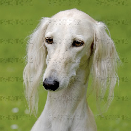 Typical white Saluki dog on a green grass lawn