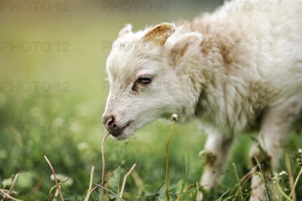 Young ouessant sheep or lamb, closeup detail on head, blurred green meadow background, Liptovsky