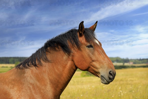 Beautiful bay horse in field on a beautiful day of late summer, seen in profile