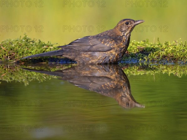 Blackbird (Turdus merula), one, individual, biotope, habitat, perch, water body, garden, Neuhofen,
