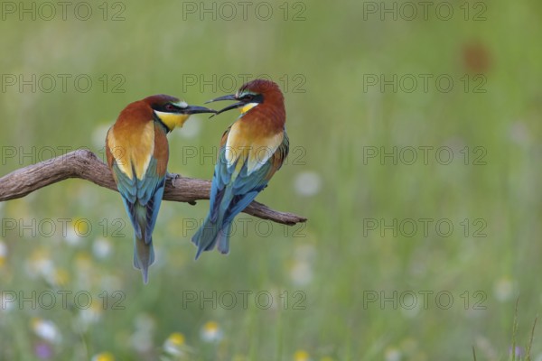 Bee-eater, (Merops apiaster), pair, perch, Tiszaalp-r, Kiskuns-gi National Park, B-cs-Kiskun,