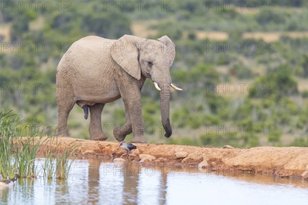 African elephant, (Loxodonta african), Addo Elephant National Park, Addo Camp, Western Cape, South