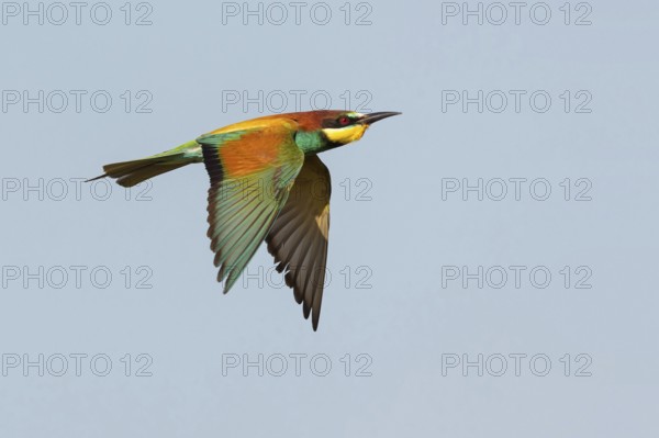 Bee-eater, (Merops apiaster), flight photo, Tiszaalp-r, Kiskuns-gi National Park, B-cs-Kiskun,