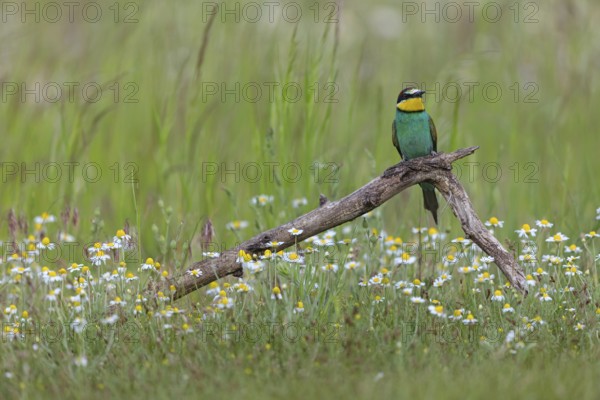 Bee-eater, (Merops apiaster), perch, individual, lateral, Tiszaalpár, Kiskunsági National Park,