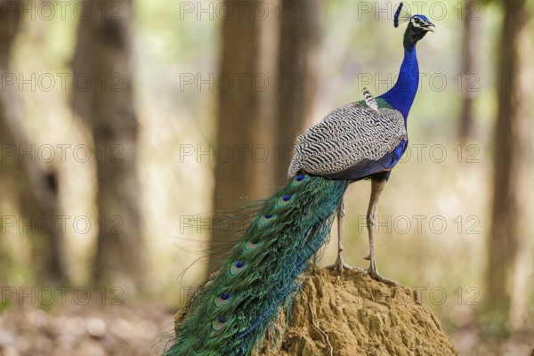 Blue peacock (Pavo cristatus), India, Khana National Park, side view, Khana National Park, Madhya,