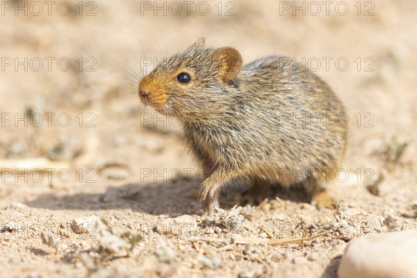 Nile rat, Nile grass rat, (Arvicanthis niloticu) s, Middle East, Oman, Dhofar Governorate, Oman,
