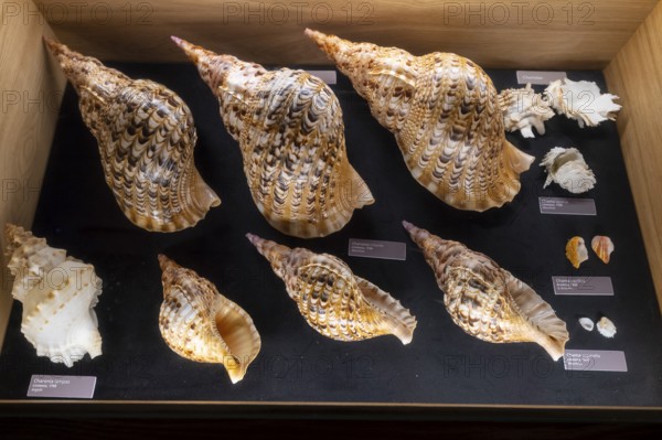 Museum, World of Seashells exhibition, genus Chamidae, Charoniidae, Bel Ombre, Indian Ocean,