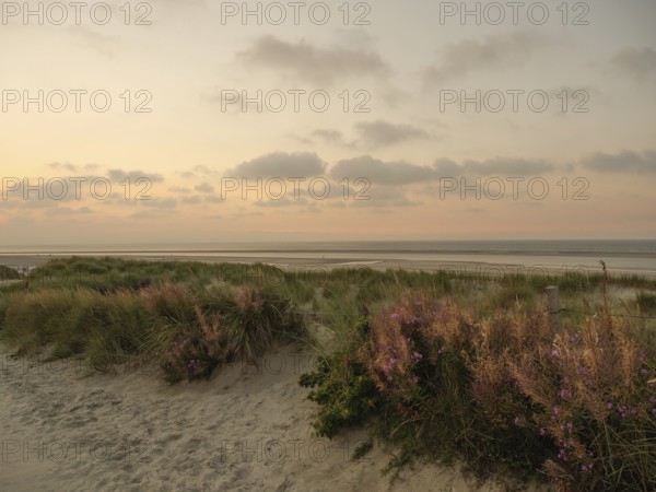Dune landscape on the beach at sunset with pink sky and scattered clouds in the background,