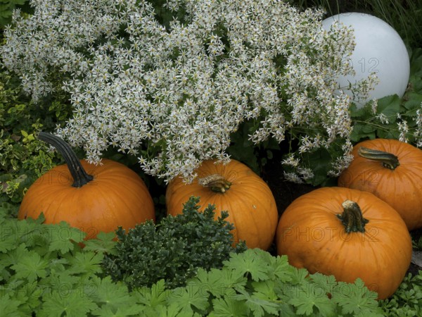 Three pumpkins between white flowers and dense green leaves in the garden, borken, münsterland,