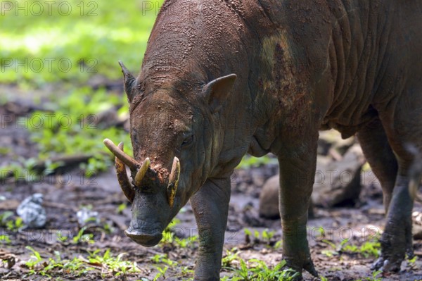Close up photo of a Babirusa Sulawesi Utara (Babyrousa celebensis)