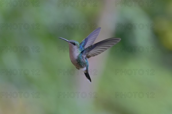 A hummingbird in mid-flight with a blurred green background, showcasing its vibrant feathers and