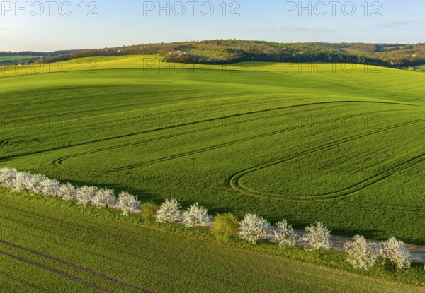 Aerial view of amazing green wavy hills with agricultural fields and blooming garens in spring.