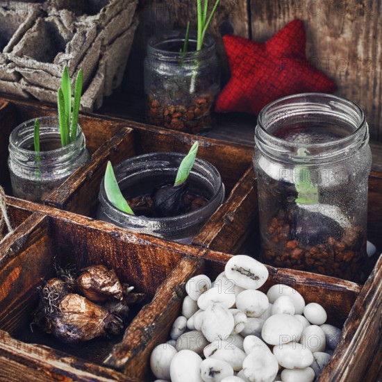 Bulbs and plant shoots and spring flowers in wooden box.view from the top