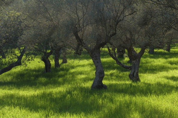 Set of lights and shadows in the olive grove of S'Alqueria d'Avall, Bunyola, Majorca, Balearic