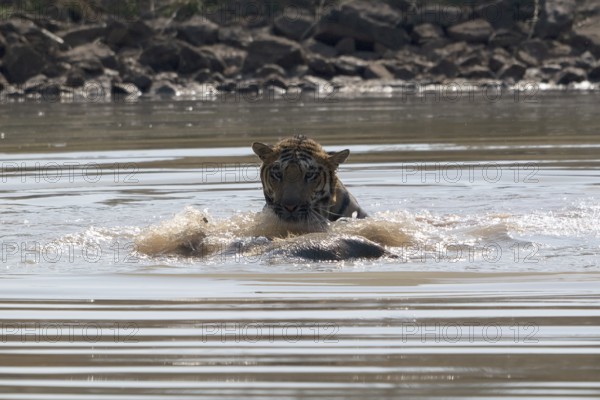 Tiger (Panthera tigris), Bengal tiger or Indian tiger, big cat (Pantherinae), carnivore