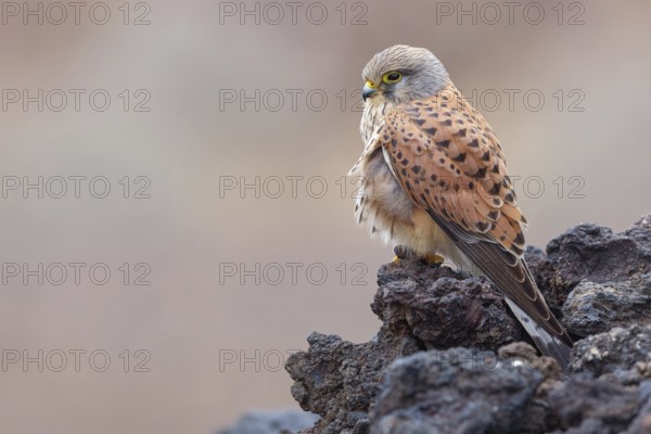 Kestrel, (Falco tinnunculus), perches on rocks, Canary Islands, animals, birds, falcons, foraging,