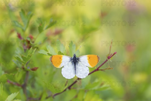 Aurora butterfly, (Anthocharis cardamines), butterfly, insect, insects, butterflies, animals,