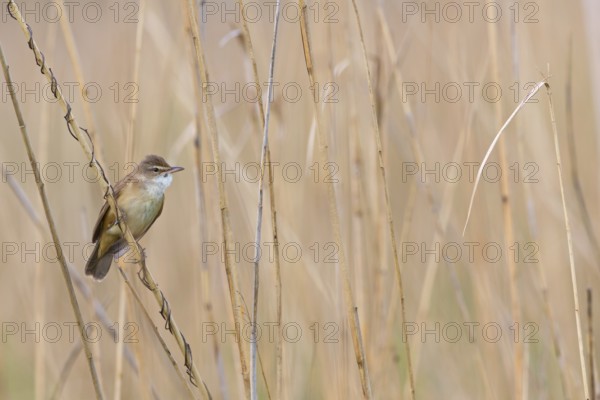 Reed warbler, (Acrocephalus arundinaceus), reedbed perch, biotope, habitat, animals, birds,