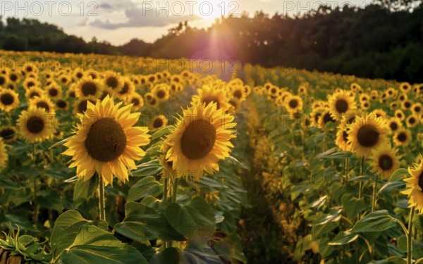 Field of sunflowers. Sunflowers flowers. Landscape from a sunflower farm. A field of sunflowers
