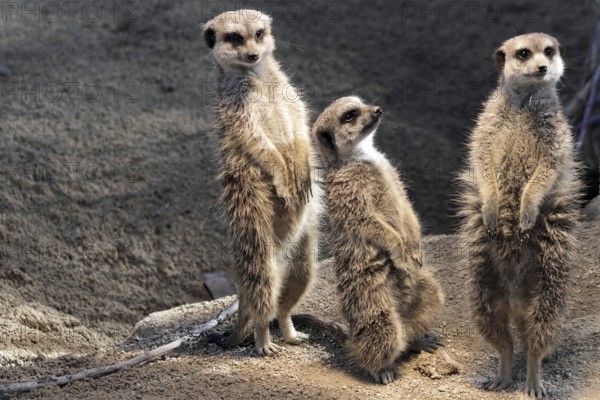 Group of three meerkats standing upright in the sand, meerkats or suricates (Suricata suricatta),