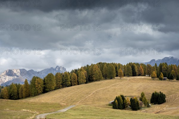 Landscape with beautiful Autumn yellow and green pine trees at the fields of Alpe di siusi Dolomite