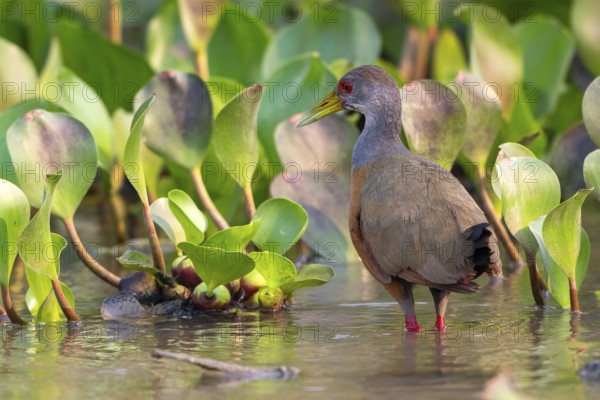 Cayenne alder (Aramides cajaneus), Pantanal, inland, wetland, UNESCO Biosphere Reserve, World