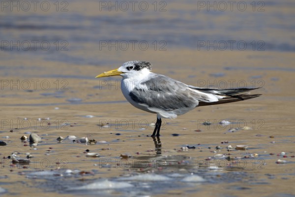 Caspian Tern, Thalasseus bergii