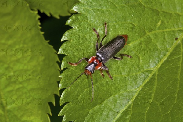 Cantharis fusca, soft-bodied beetle, soldier beetle