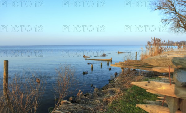 Seagulls flying over the Steinhuder Meer or Steinhuder Sea, Lower Saxony, Germany, north-west of