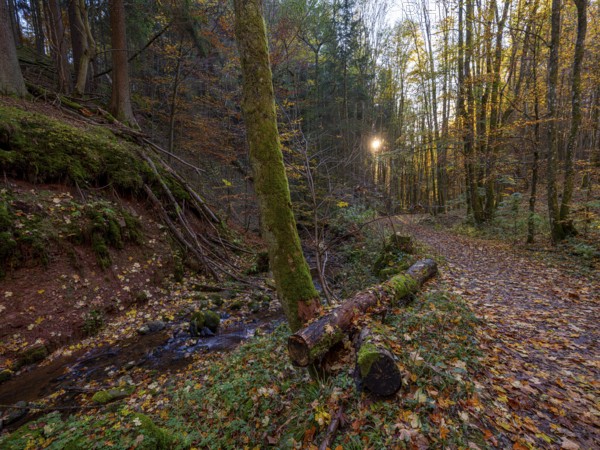 Cascade gorge with autumn leaves, Gersfeld, Rhön, Hesse, Germany