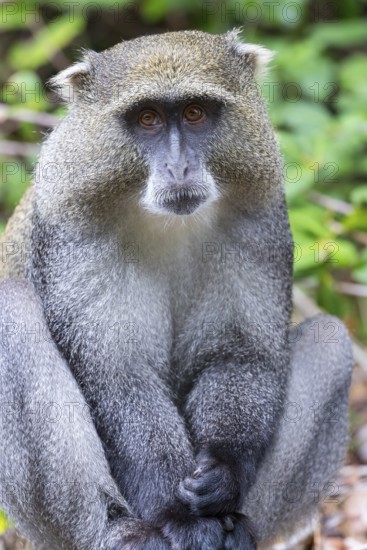 Samango white-throated monkey, (Cercopithecus mitis), (Cercopithecus mitis labiatus), Pondoland