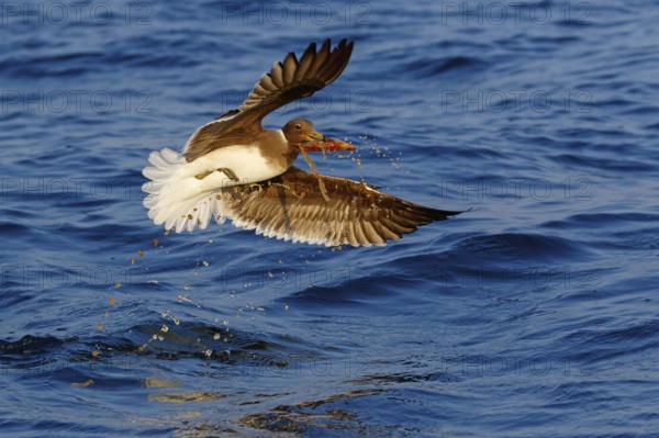 Hemprich's Gull, (Ichthyaetus hemprichii), (Larus hemprichii), Fish Eagle Gull Salalah, Off Mirbat,