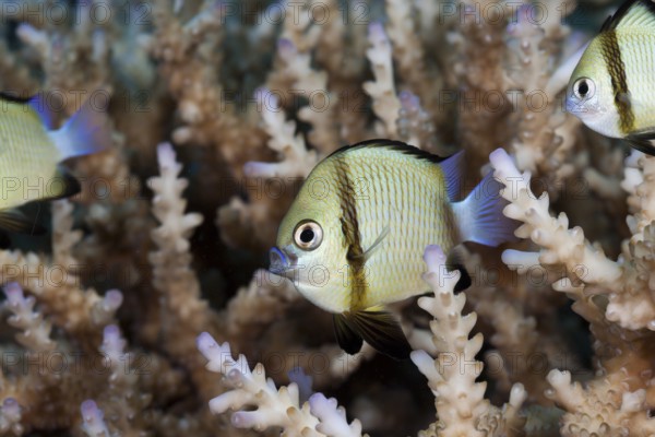 Pacific Prussian fish, Dascyllus reticulatus, Namena Marine Park, Fiji