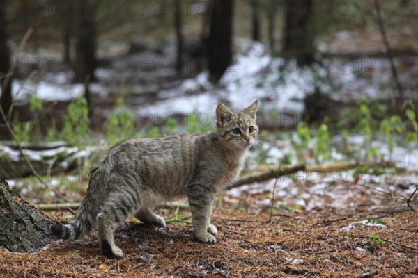 Wildcat (Felis silvestris), Young tomcat roaming the territory, Winter, Taunus, Hesse, Germany,