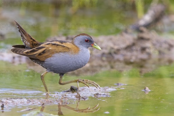 Little Crake, Little Crake, Small Crake, (Porzana parva), biotope, habitat, foraging, family of