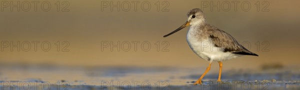 Terek sandpiper, (Xenus cinereus), animal, animals, bird, birds, snipe family, snipe, biotope,