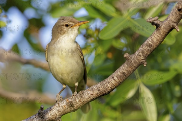 Olive warbler, (Hippolais olivetorum), animal, animals, bird, birds, biotope, habitat, perch,
