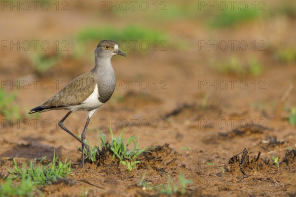 Lapwing (Vanellus lugubris), animals, birds, biotope, habitat, foraging, wader, plover family,