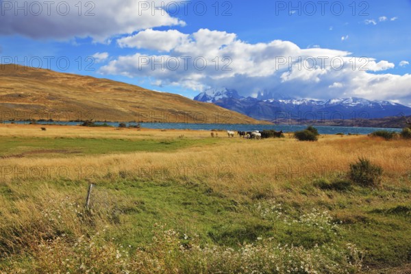 Chilean Andes. Fabulous lake Laguna Azul. On the lake herd of horses grazing. Distance are seen