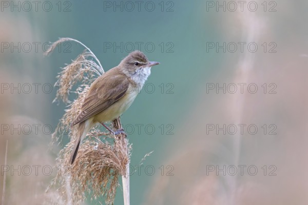 Reed warbler, (Acrocephalus arundinaceus), reedbed perch, biotope, habitat, animals, birds,